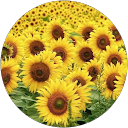 Elena Breu profile picture